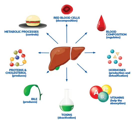 Liver metabolism process showing how alcohol is broken down in the body